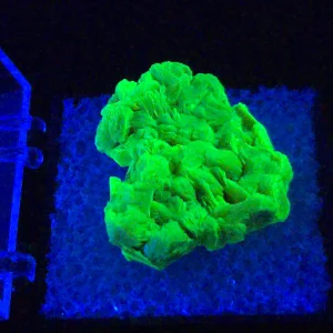 Autunite Crystal in Perky Box, 4 Grams – Fluorescent Uranium Ore