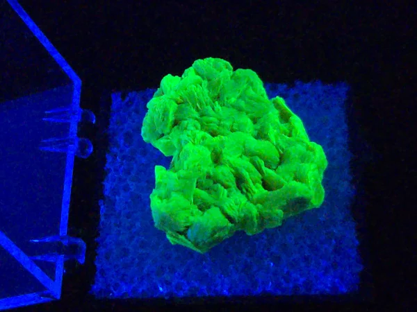Autunite Crystal in Perky Box, 4 Grams – Fluorescent Uranium Ore
