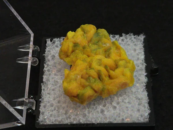 Autunite Crystal in Perky Box, 4 Grams – Fluorescent Uranium Ore - Image 4