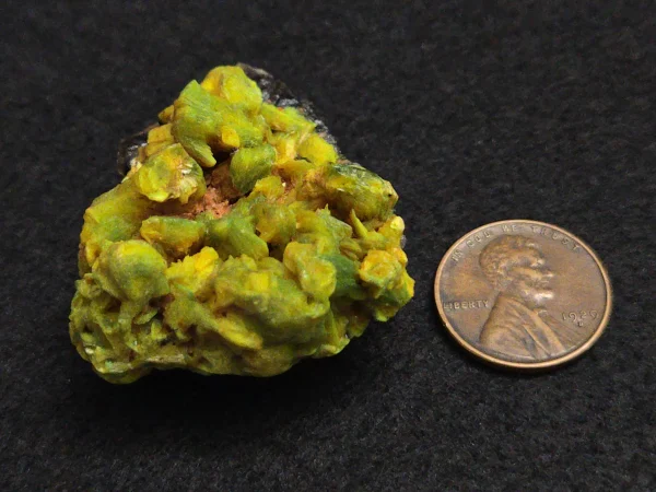 Lamellar Autunite / Meta-Autunite on Matrix ~ Fluorescent Uranium Ore,  30 Grams - Image 11