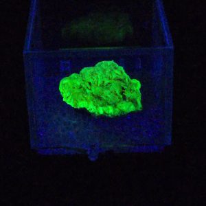 Autunite Crystal in Perky Box, 2 Grams – Fluorescent Uranium Ore