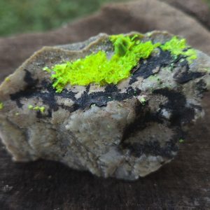 Autunite on Matrix Cabinet Specimen ~ Fluorescent Uranium Ore