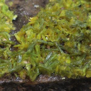 Autunite on Matrix Cabinet Specimen ~ Fluorescent Uranium Ore