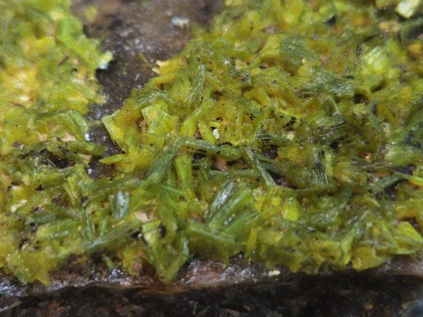 Autunite on Matrix Cabinet Specimen ~ Fluorescent Uranium Ore
