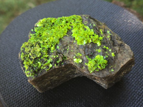 Autunite on Matrix Cabinet Specimen ~ Fluorescent Uranium Ore
