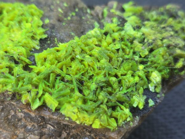 Autunite on Matrix Cabinet Specimen ~ Fluorescent Uranium Ore - Image 3