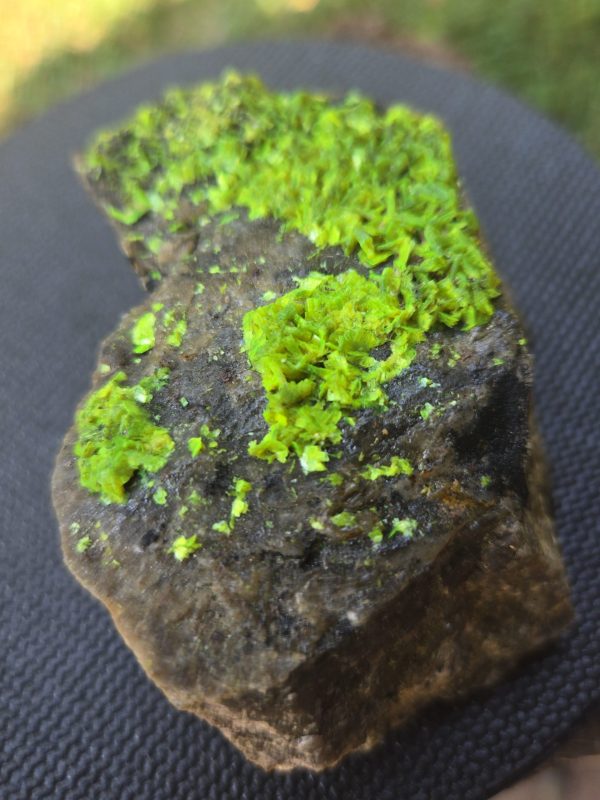 Autunite on Matrix Cabinet Specimen ~ Fluorescent Uranium Ore