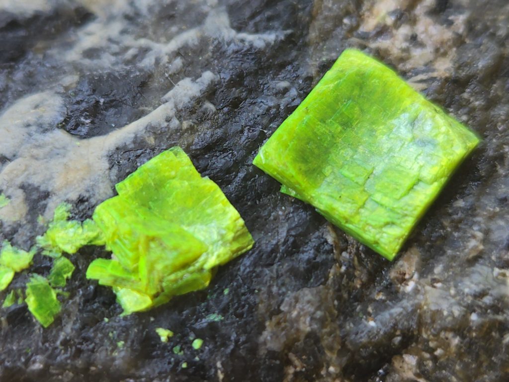 Autunite on Matrix Cabinet Specimen ~ Fluorescent Uranium Ore