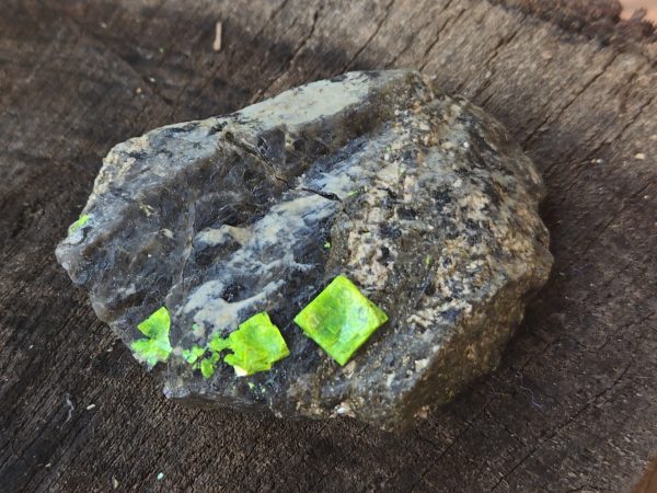Autunite on Matrix Cabinet Specimen ~ Fluorescent Uranium Ore