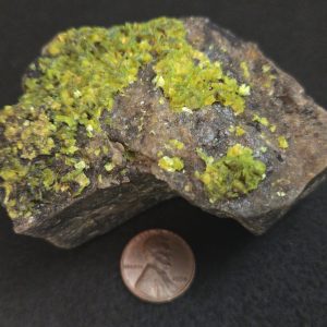 Autunite on Matrix Cabinet Specimen ~ Fluorescent Uranium Ore