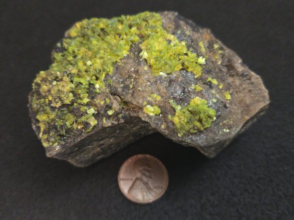 Autunite on Matrix Cabinet Specimen ~ Fluorescent Uranium Ore