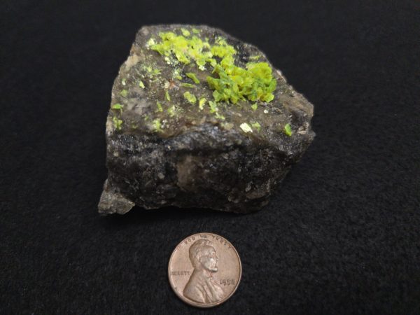 Autunite on Matrix Cabinet Specimen ~ Fluorescent Uranium Ore