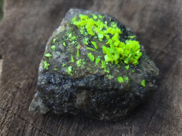 Autunite on Matrix Cabinet Specimen ~ Fluorescent Uranium Ore - Image 3