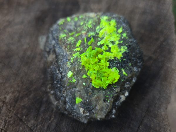 Autunite on Matrix Cabinet Specimen ~ Fluorescent Uranium Ore