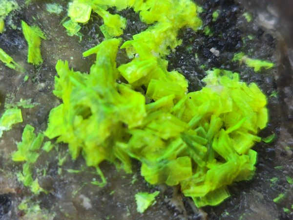 Autunite on Matrix Cabinet Specimen ~ Fluorescent Uranium Ore - Image 5