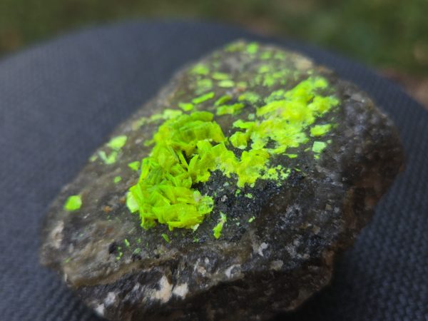 Autunite on Matrix Cabinet Specimen ~ Fluorescent Uranium Ore - Image 6