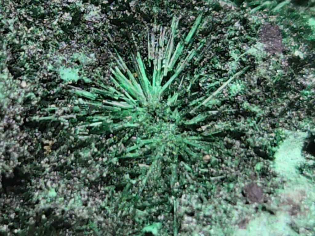 Accular Malachite and Heteroginite  - Kolwezi mining district, Lualaba, DR Congo 