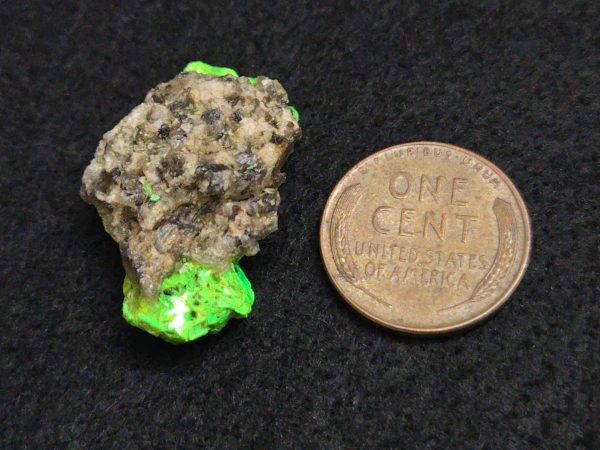 Autunite on Matrix  ~ Fluorescent Uranium Ore - Image 11